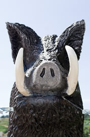 El porc senglar